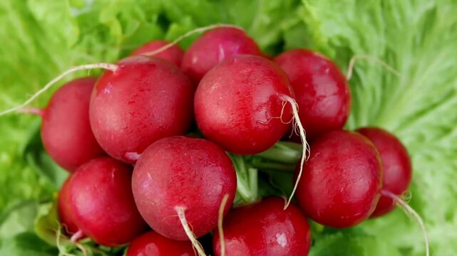 Closeup of fresh red radish bunch with green leaves isolated on white background. Organic raw root vegetable with crisp texture, ideal for healthy food, salad, and agriculture th