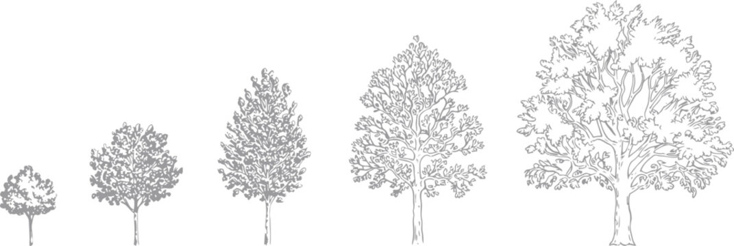 CAD Tree Linework Side View Set for Landscape Design, Precise Vector Tree Symbols for Architectural Drafting, Garden Planning, Urban Projects, High Quality Landscape Presentation Graphics