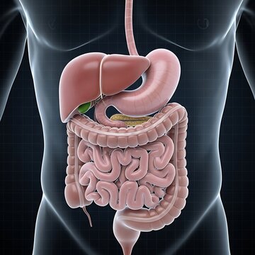 Detailed 3D human torso diagram showcasing digestive organs including stomach, liver, intestines