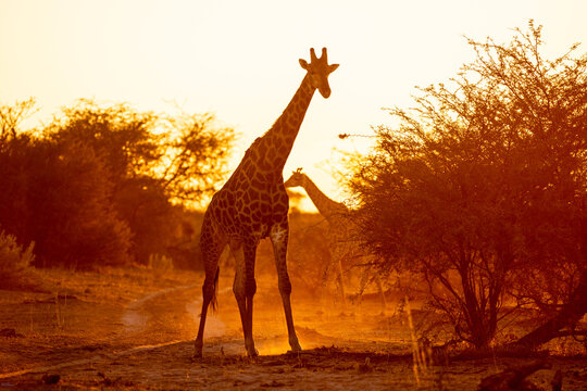 Giraffe, Okavango Delta, Botswana, Africa