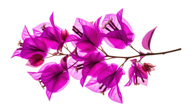 Bougainvillea floral branch on transparent background works as a tropical accent for wedding invitations, resort cards, spa packaging and summer stationery needing a clean botanical cutout