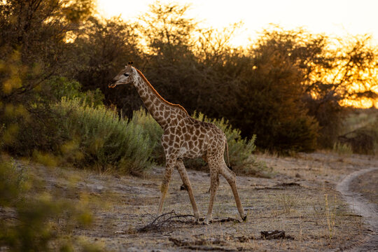 Giraffe, Okavango Delta, Botswana, Africa