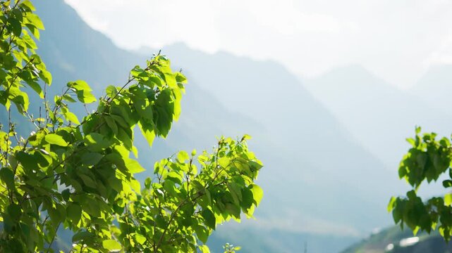 4K Closeup shot of leaves of Poplar trees during the summer season in front of Himalayan mountain ranges as seen from Khangsar village in Lahaul and Spiti district, Himachal Pradesh, India.