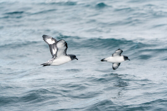 View of Cape petrels flying low over the choppy blue waters of the Southern Ocean near Deception Island, Antarctica.