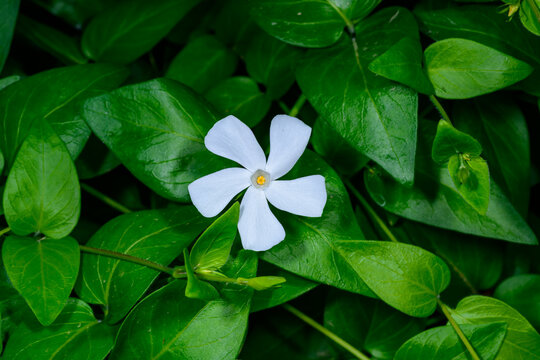 A periwinkle flower, likely Vinca minor 'Alba' (White Lesser Periwinkle).