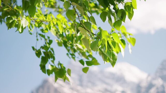 4K Closeup shot of green leaves of Poplar tree waving in the wind in front of snowy Himalayan mountain peak during the summer season as seen from Khangsar village in Lahaul, Himachal Pradesh, India.
