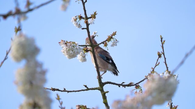 Eurasian jay with a molt of the tail feathers observing perched on a branch of a flowering cherry tree and taking flight. Garrulus glandarius, Prunus avium, r&eacute;gion Centre, France, Europe