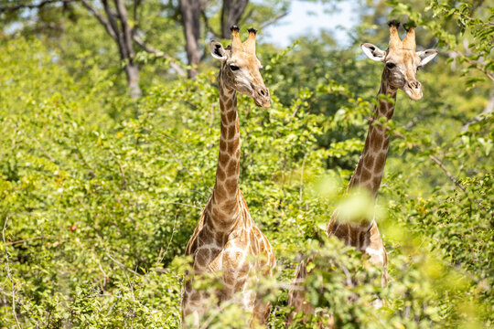 Giraffe, Okavango Delta, Botswana, Africa