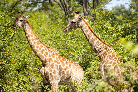 Giraffe, Okavango Delta, Botswana, Africa