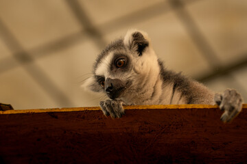Fototapeta premium Ring-tailed lemurs on Zoo.