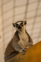 Fototapeta premium Ring-tailed lemurs on Zoo.
