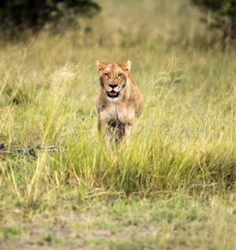 charging lioness, Okavango Delta, Botswana, Africa