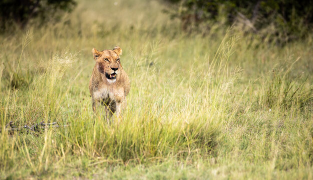 charging lioness, Okavango Delta, Botswana, Africa