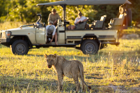 Lioness after a kill, mobile safari in the Okavango Delta, Botswana