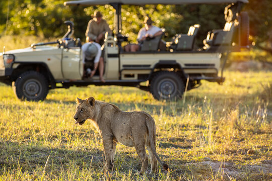 Lioness after a kill, mobile safari in the Okavango Delta, Botswana