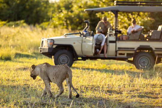 Lioness after a kill, mobile safari in the Okavango Delta, Botswana