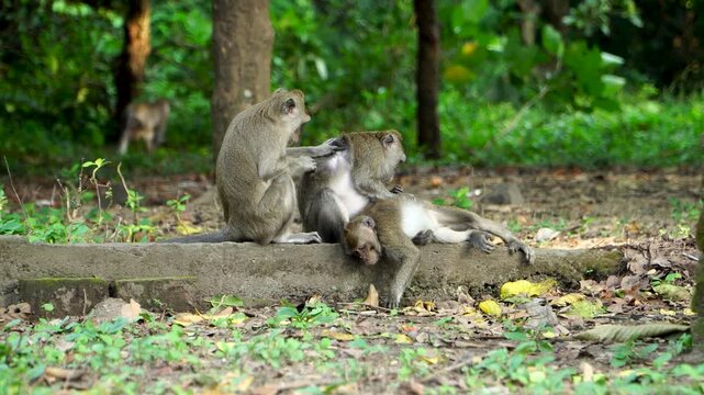 Handheld shot of three wild long-tailed macaques (Macaca fascicularis) engaging in social grooming and picking lice in Manggis Nature Reserve, kediri, East Java, Indonesia, southeast Asia.