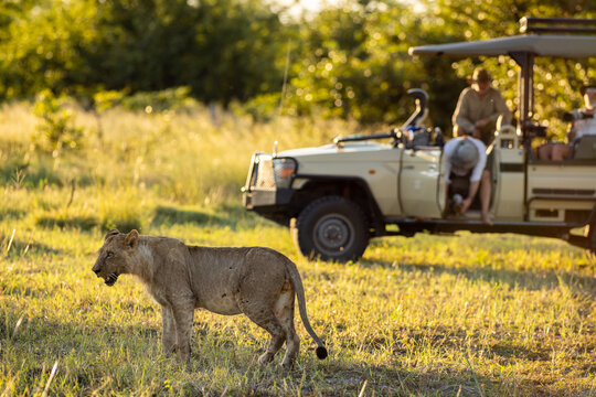 Lioness after a kill, mobile safari in the Okavango Delta, Botswana