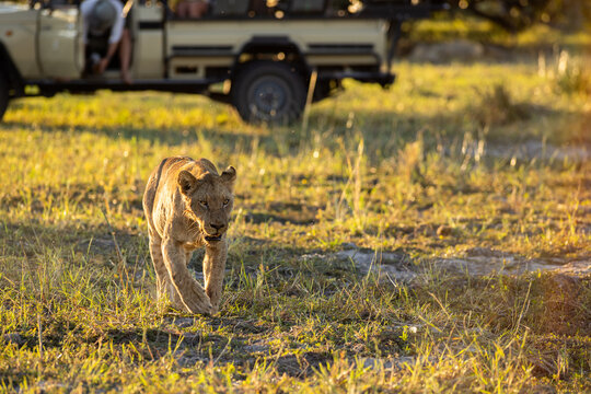 Lioness after a kill, mobile safari in the Okavango Delta, Botswana