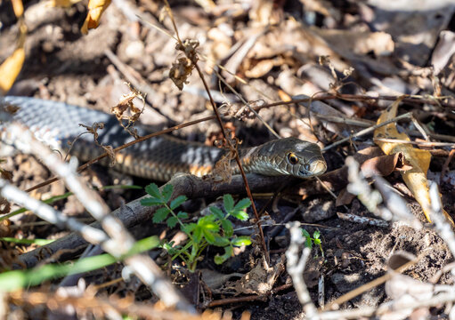 Lowland copperhead Snake near Melbourne, Australia