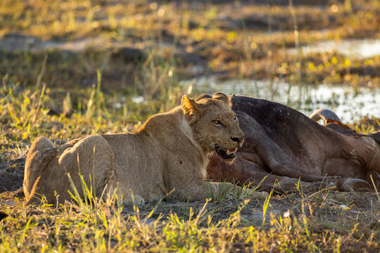 Lioness after a kill, mobile safari in the Okavango Delta, Botswana