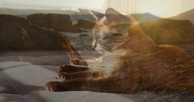 Lying domestic cat lounging on soft blanket at home, blending with rocky shore and sun flare