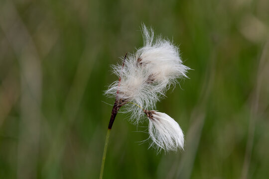 Hares tail cottongrass (eriophorum vaginatum) flowers in bloom