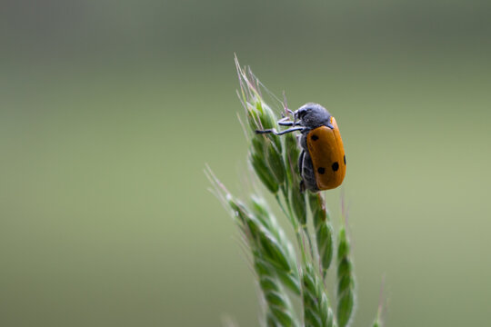 Short-horned leaf beetle Lachnaia italica macro on plant with green background minimal nature.