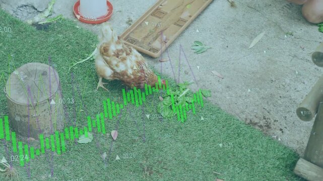 Brown-and-white hen approaching greens placed on ground, pecking and pulling leaves while feeding