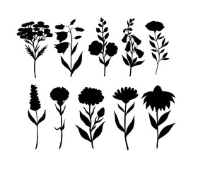 Vector medical plants silhouette set. © TetianaKotova