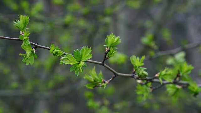Fresh green hawthorn leaves on branch in spring sunlight Crataegus monogyna 4K 60fps