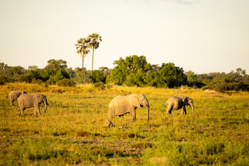 Obraz premium Elephants, Okavango Delta, Botswana, Africa