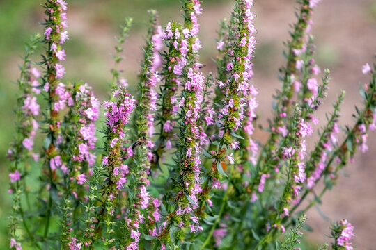 Dense thyme shoots with small pink flowers on blurred brown-green background of summer field
