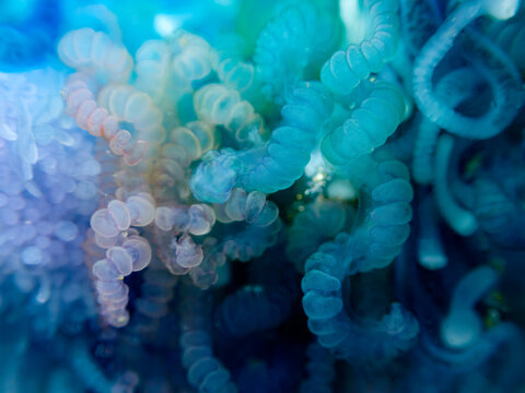 bluebottle Southern Man-o-War Physalia megalista tentacles macro abstract ocean texture marine life