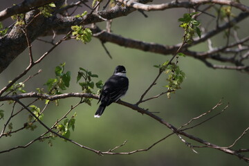 Obraz premium Eastern Kingbird on a branch.