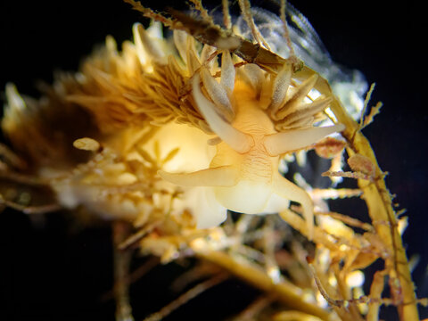 Feather aeolid nudibranch Fiona pinnata on hydroid macro underwater photography