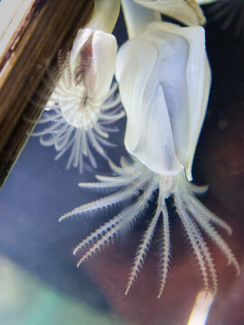 Buoy barnacle cirri feeding structure macro Dosima fascicularis underwater close up