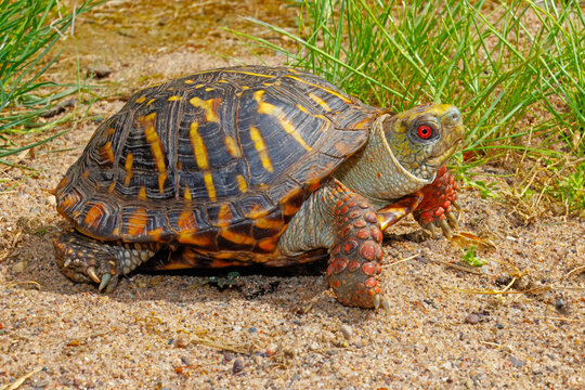 Male Ornate Box Turtle, Terrapene ornata