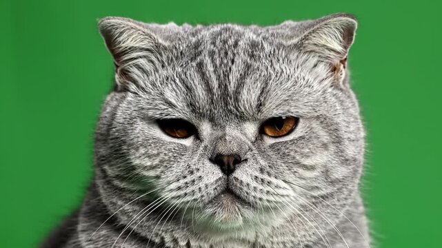 Close-up Video of a grumpy Scottish Fold cat looking directly at the camera