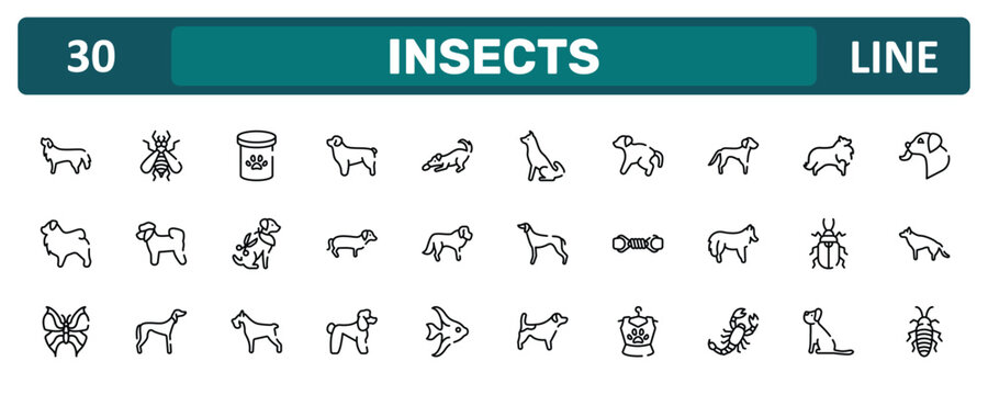 insects outline icon set featuring bernese mountain dog, springer spaniel, pollen beetle, madagascan icons.