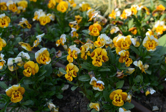 
Floral background. Pansies. Perfect composition.