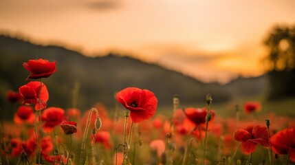 Obraz premium remembrance. A serene sunset bathes a field of vibrant red poppies in golden light, evoking peaceful memories. inspiring travel planning. 
