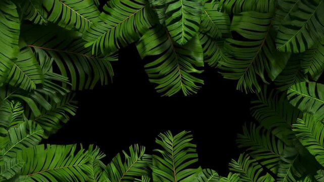 Slow dolly in of tropical palm fronds closing in to frame black center background with dense foliage border in studio jungle botanical setting