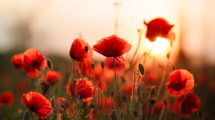 Obraz premium remembrance. A serene sunset bathes a field of vibrant red poppies in golden light, evoking peaceful memories. inspiring travel planning. 