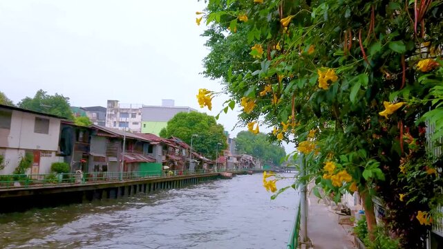 Old cityscape with Khlong and blooming Tecoma Stans, Bangkok, Thailand