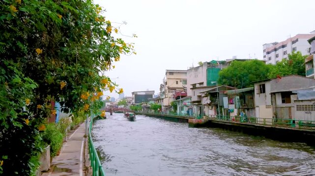 The blooming Tecoma Stans bush by the Khlong, Bangkok, Thailand