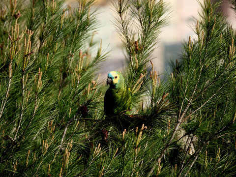 An urban-accustomed Green-ringed Parakeet (Psittacula krameri) looks around from a maritime pine branch.