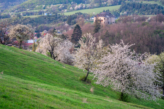 View of blooming cherry trees on a green hillside with the historic Dolna Micina manor house in the background Dolna Micina, Banska Bystrica Regio, Slovakia.