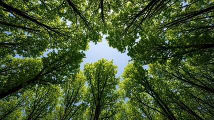 Obraz premium Tall trees with green leaves.