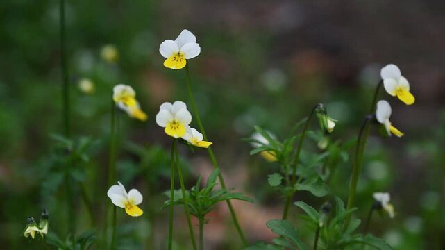 Wild pansy flower macro Viola arvensis field pansy spring meadow 4K 60fps